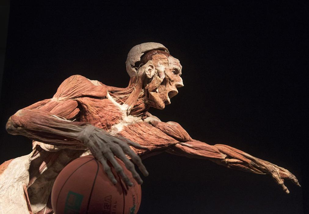 The Body Worlds Vital Exhibition in Cape Town The Body Worlds Vital Exhibition in Cape Town